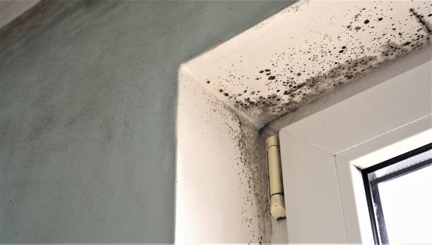 Reliable Stiles, PA Mold Removal Solutions