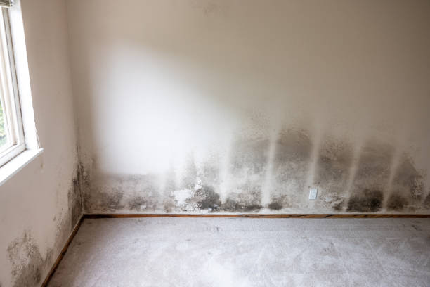 Best HVAC Mold Inspection and Cleaning  in Stiles, PA